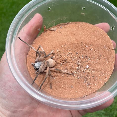 egyptian huntsman spider